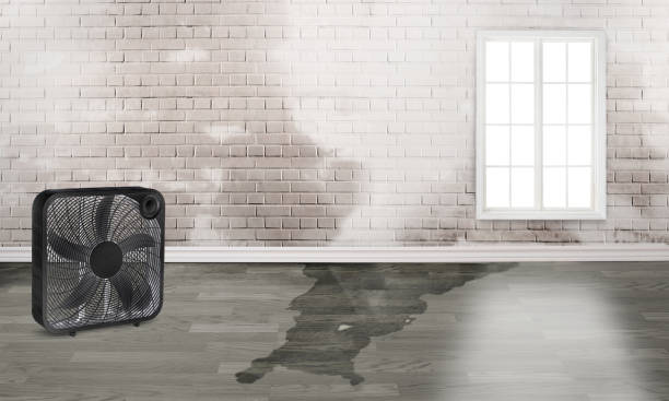 Best Water damage cleanup near me  in Madill, OK